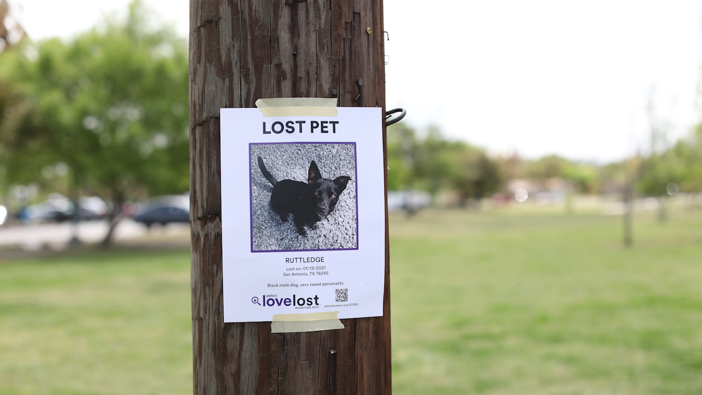 How to Find a Lost Dog Petco Love Lost