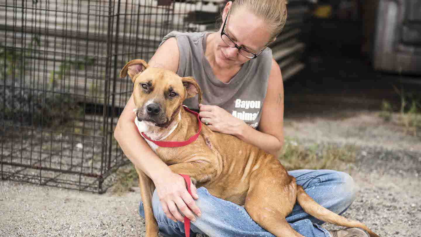 How to Make a “Found Pet” Kit to Help Lost Cats and Dogs Petco Love Lost